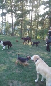 residencia canina itsaskan
