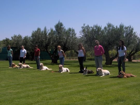 centro canino el olivar