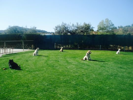 centro canino el olivar