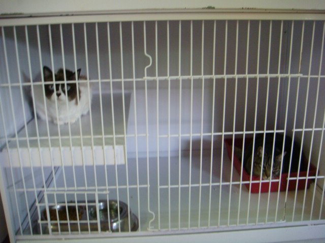 hotel canino Aiartza