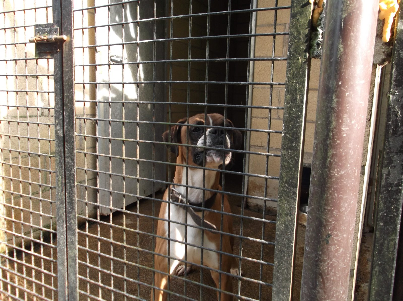residencia canina gorriye