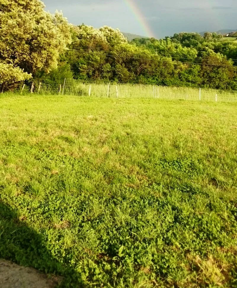 residencia canina txakurargi