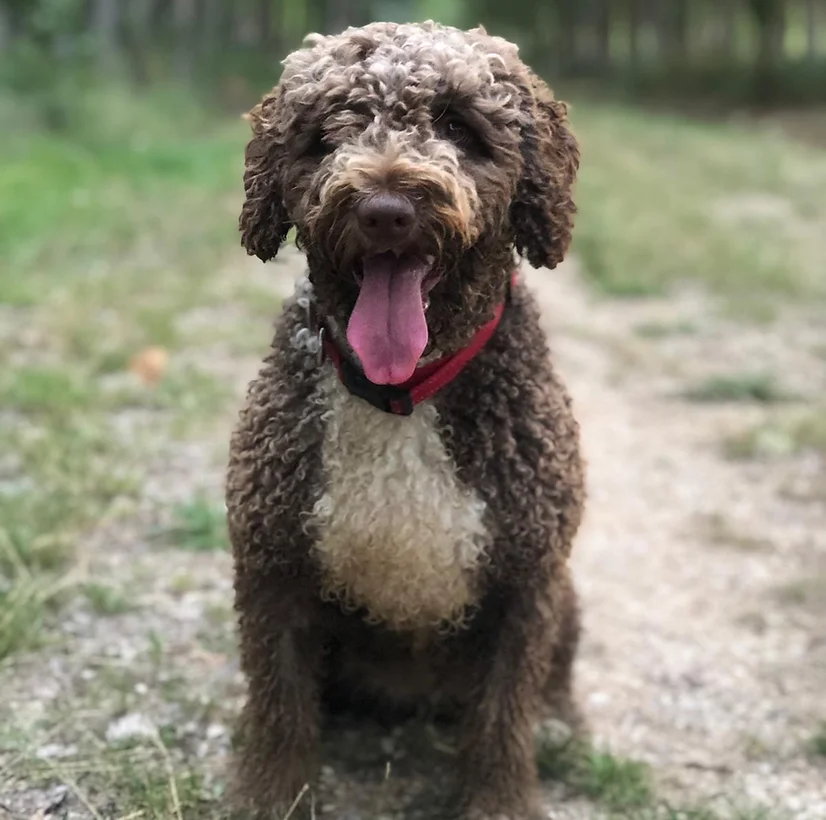 residencia canina txakurargi