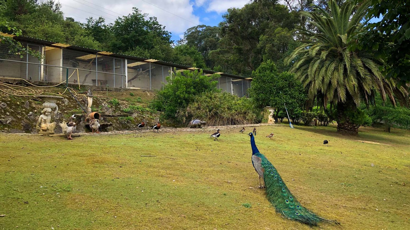 hotel canino villa halcón