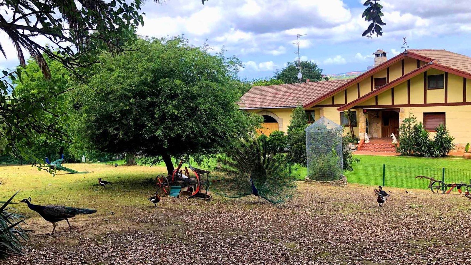 hotel canino villa halcón