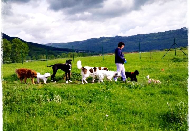residencia canina basajaun