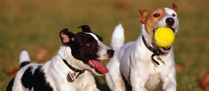 hotel para mascotas txakur bai