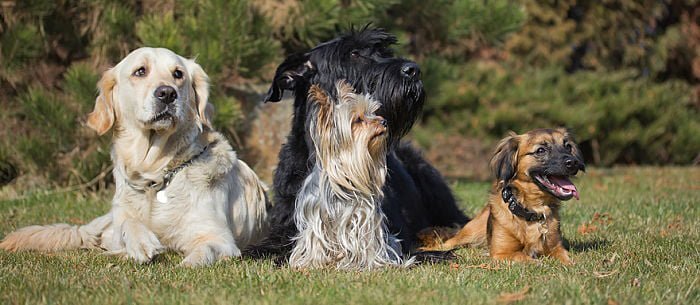 hotel para mascotas txakur bai