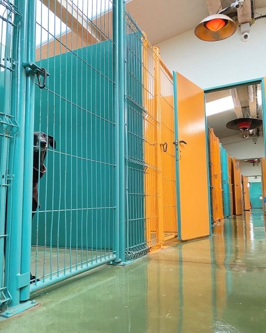 centro canino el olivar