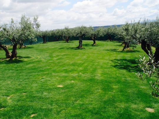 centro canino el olivar