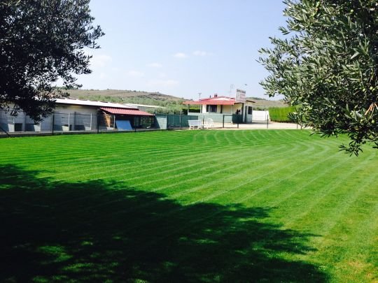 centro canino el olivar