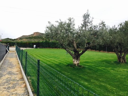 centro canino el olivar