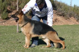 hotel canino Aiartza