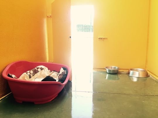 centro canino el olivar