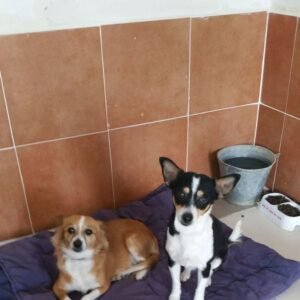hotel canino y felino el rey de la casa