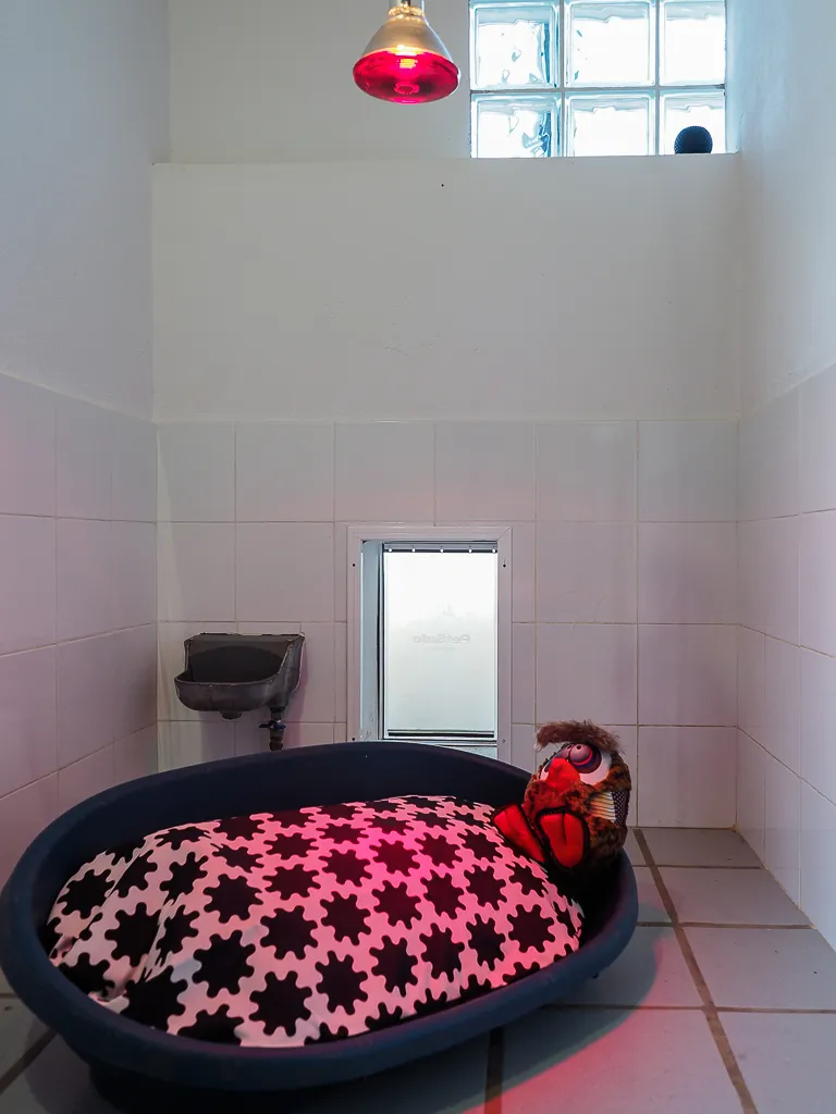 hotel para perros la torre canina