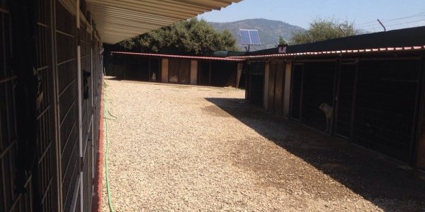 residencia canina aullidos