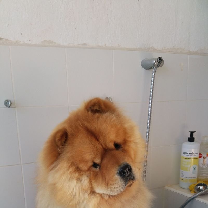 hotel canino y felino el rey de la casa