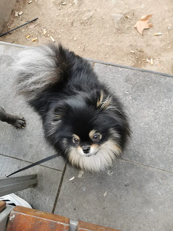 guardería canina dog care barcelona