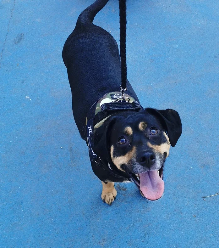 guardería canina dog care barcelona