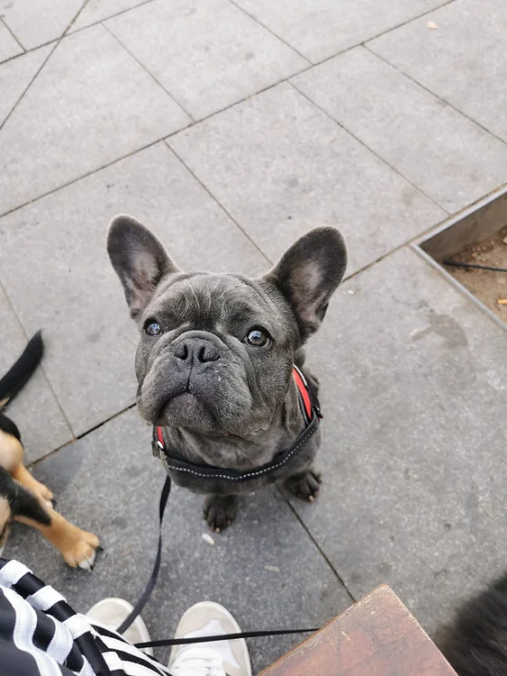 guardería canina dog care barcelona