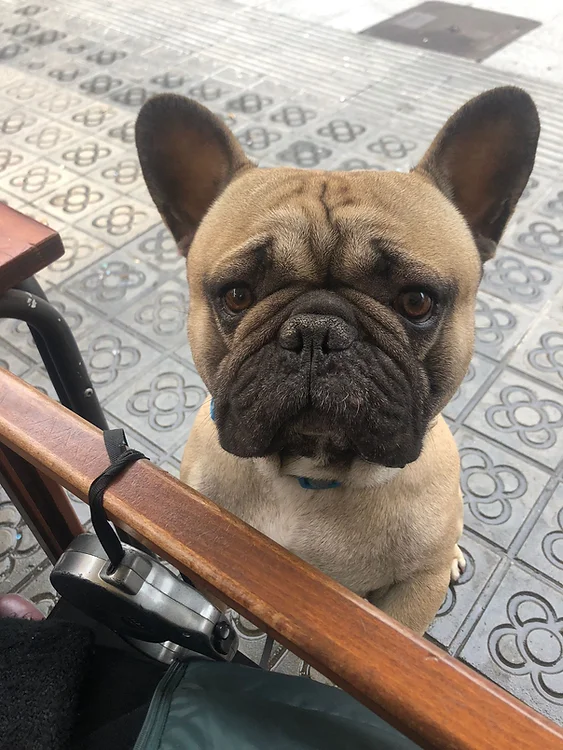 guardería canina dog care barcelona