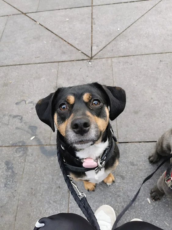 guardería canina dog care barcelona