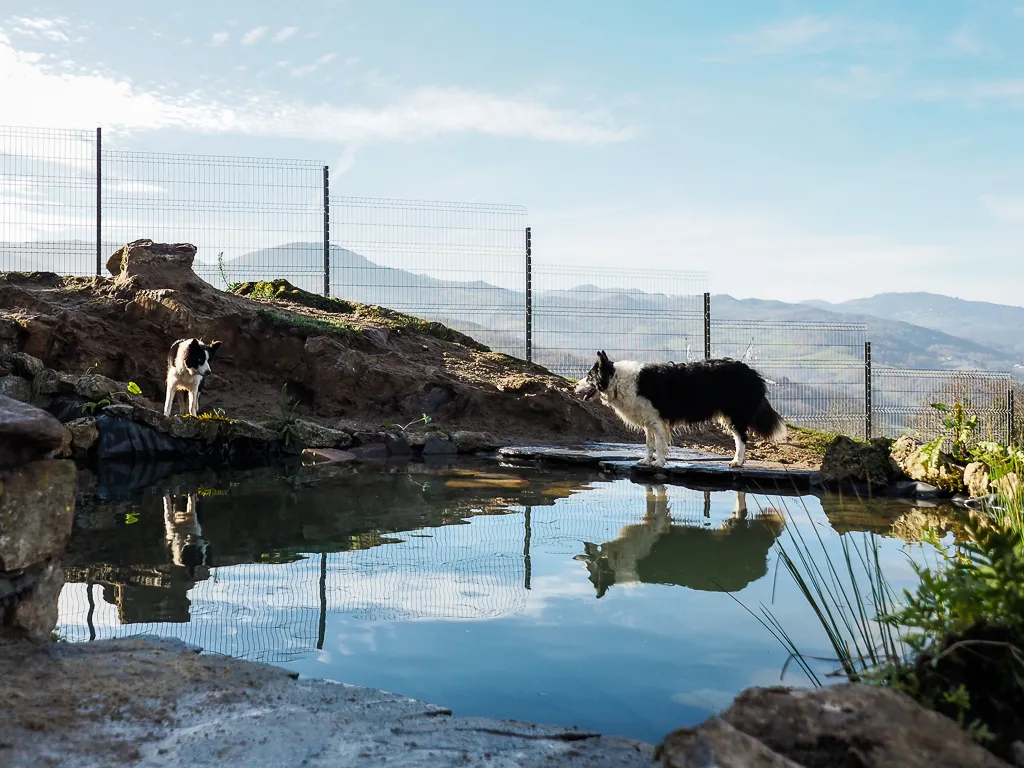 hotel para perros la torre canina
