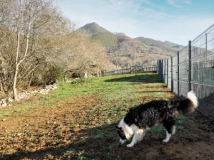 hotel para perros la torre canina