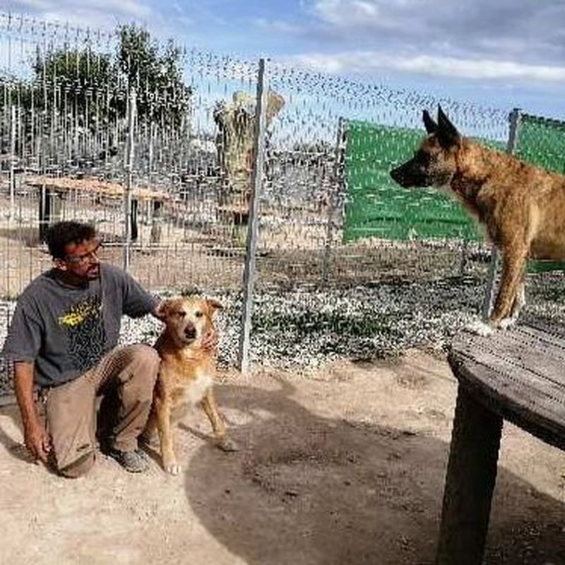 hotel canino y felino el rey de la casa