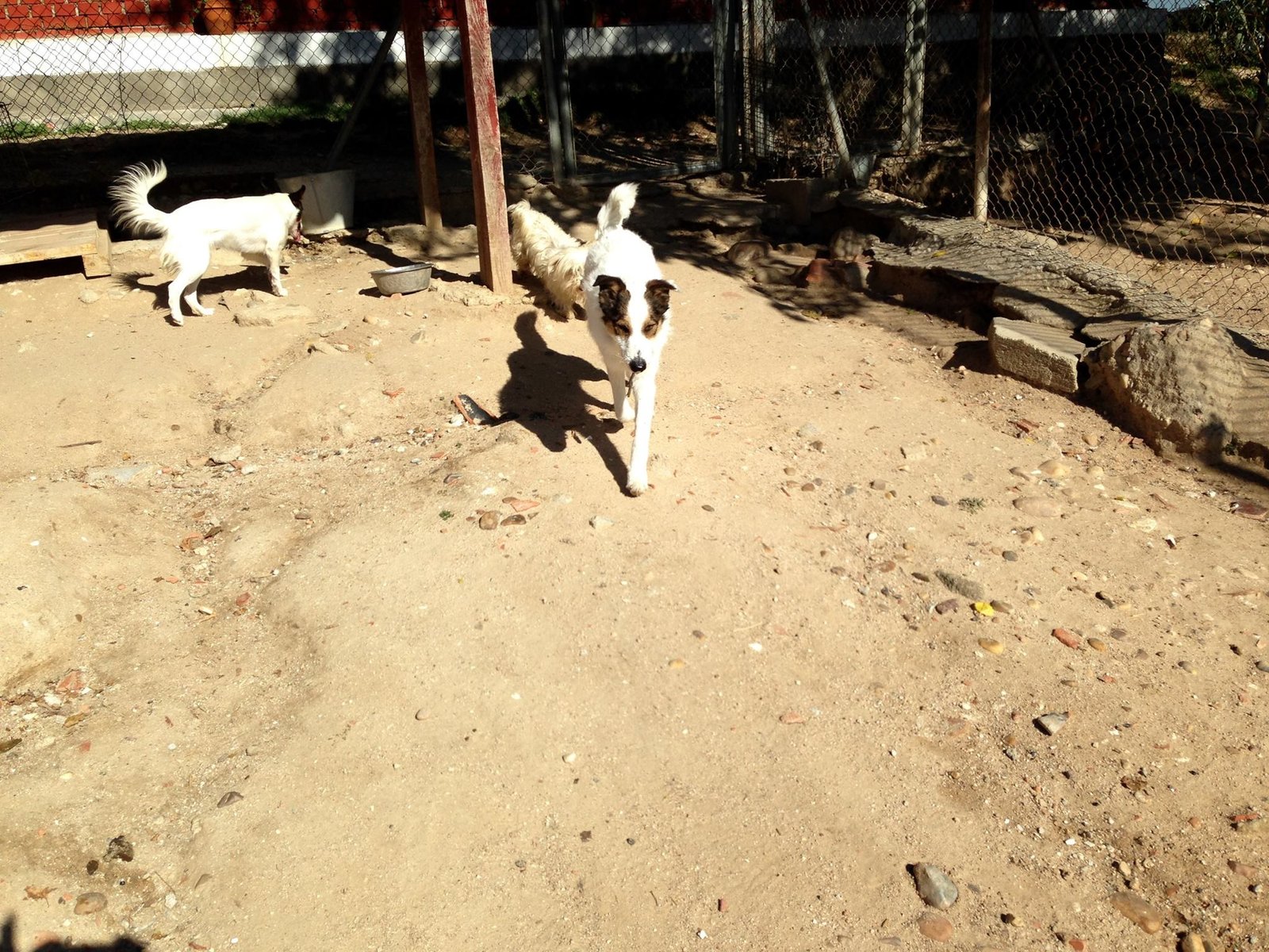 hotel para perros canhotel