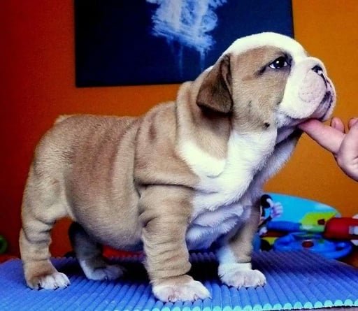 centro canino canbulls