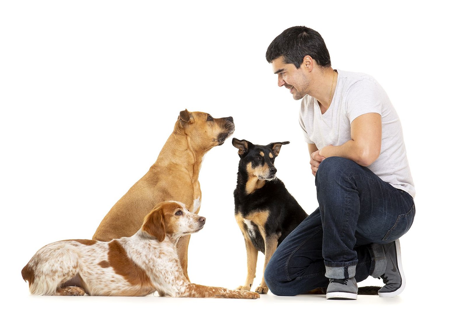 residencia canina de perro a perro