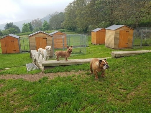 centro canino canbulls