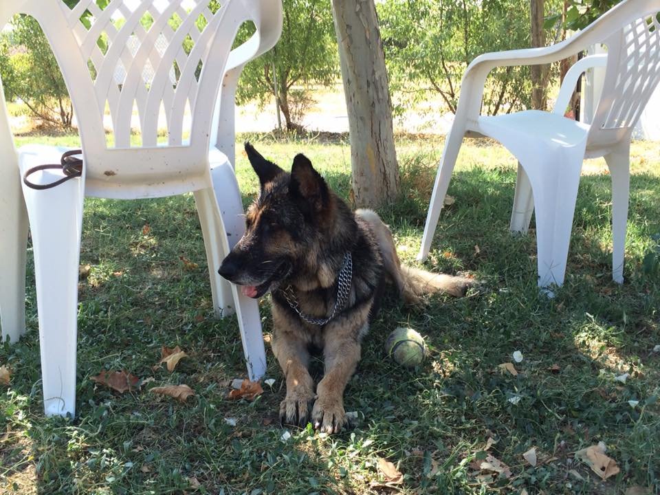 hotel para perros canhotel