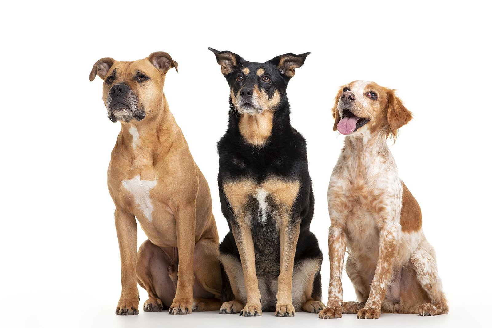 residencia canina de perro a perro