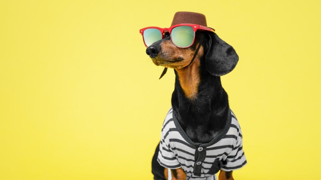 residencia canina new caraby