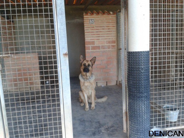 centro canino denican