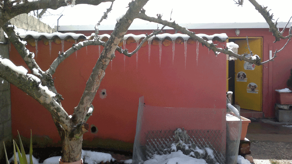 residencia canina luis ramos