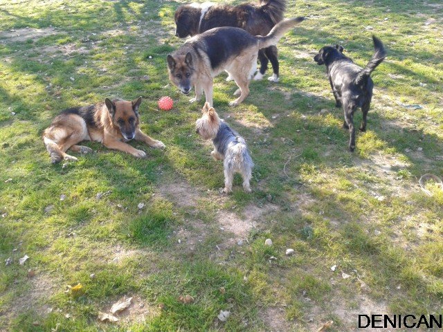 centro canino denican