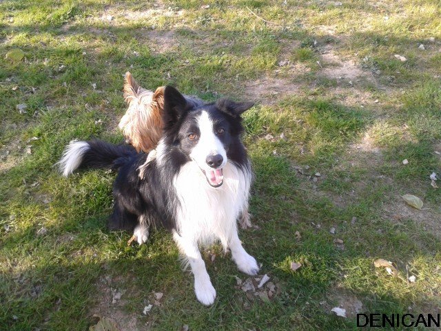 centro canino denican