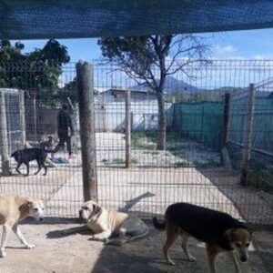hotel canino y felino el rey de la casa
