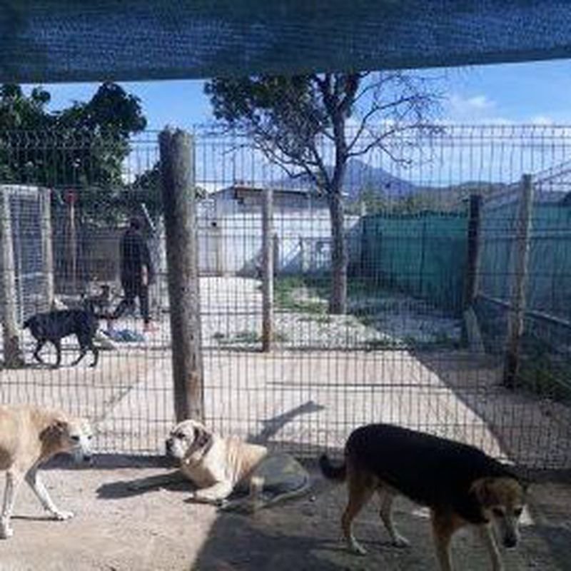 hotel canino y felino el rey de la casa
