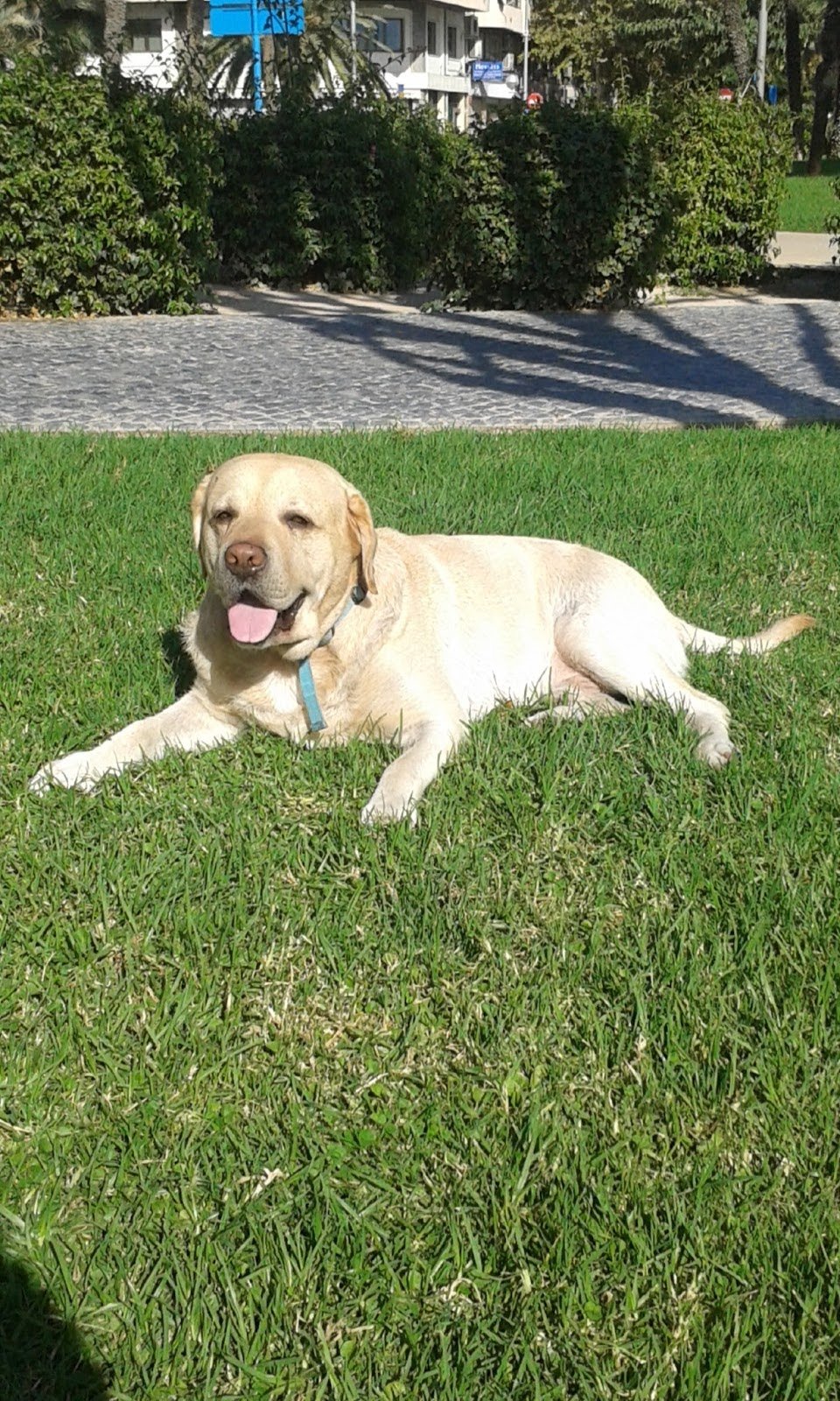 hospedaje canino hocikyto