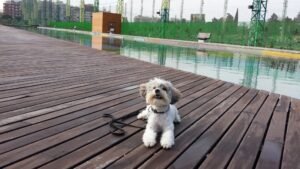 guarderia canina pet sitter