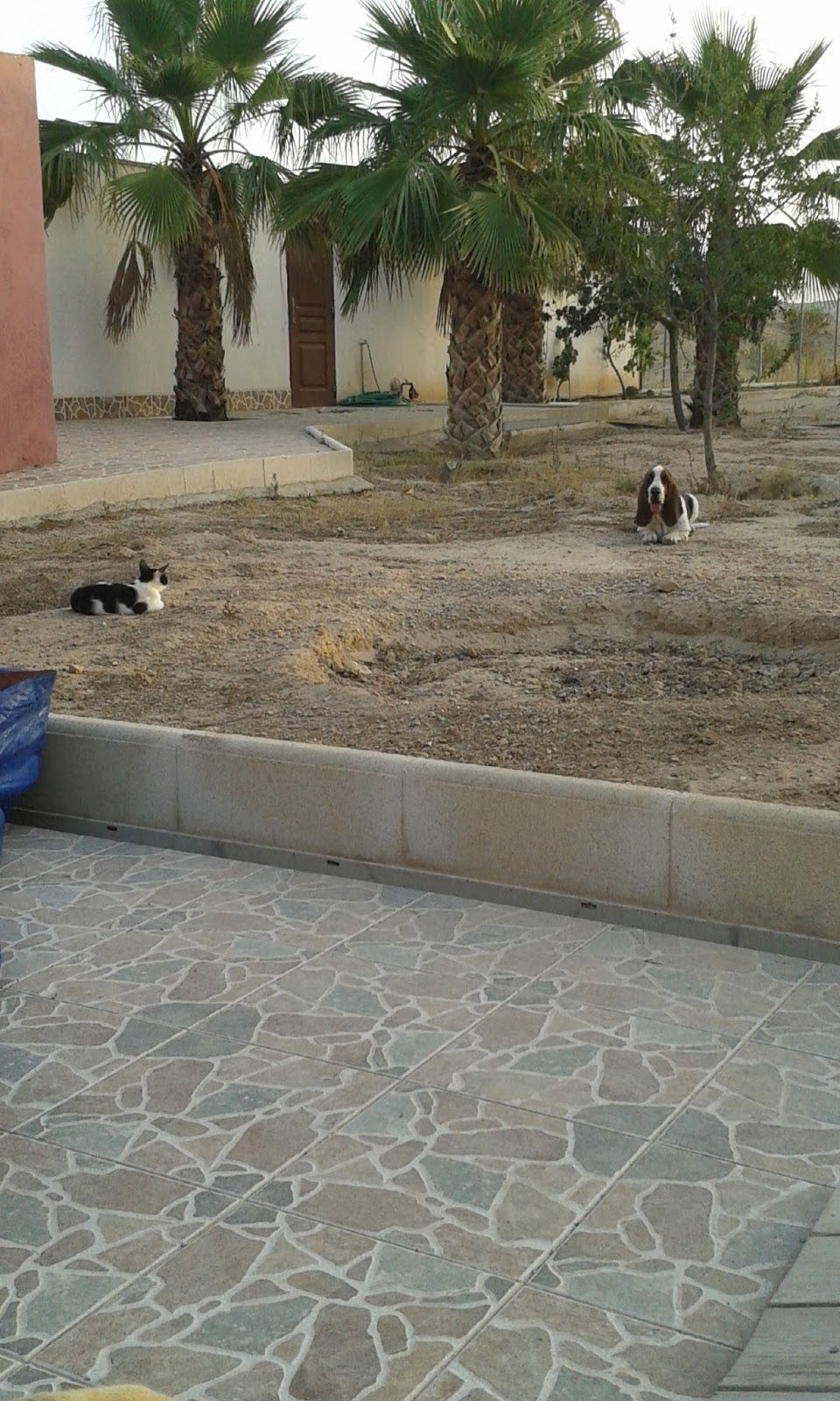 hospedaje canino hocikyto