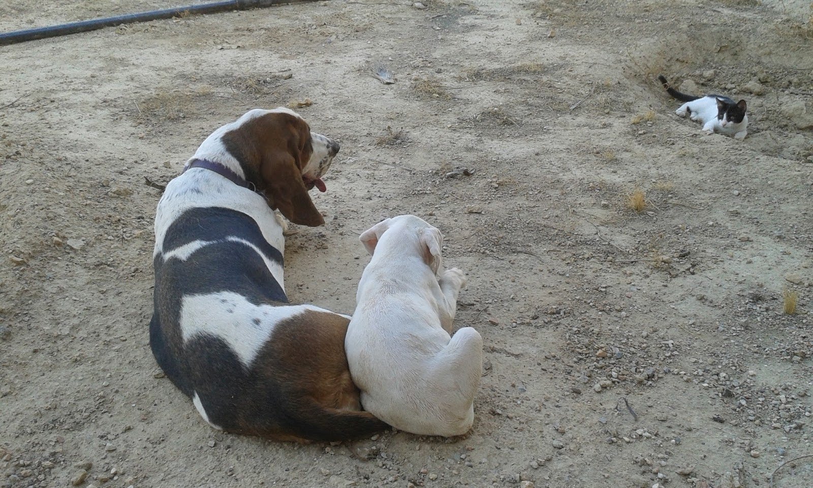 hospedaje canino hocikyto