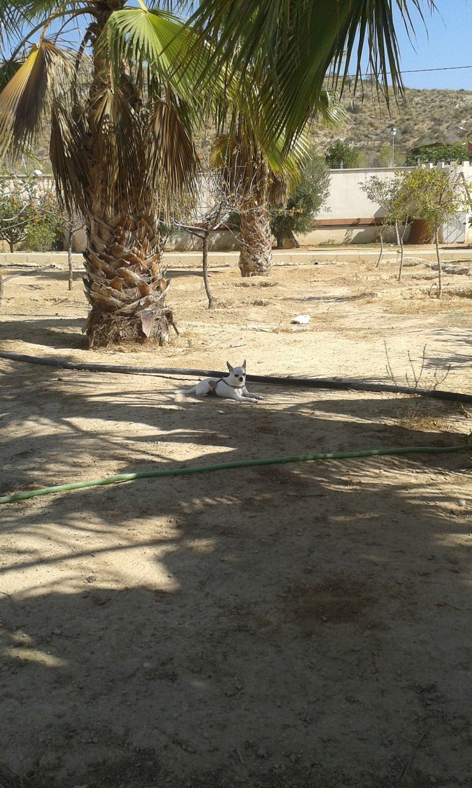 hospedaje canino hocikyto