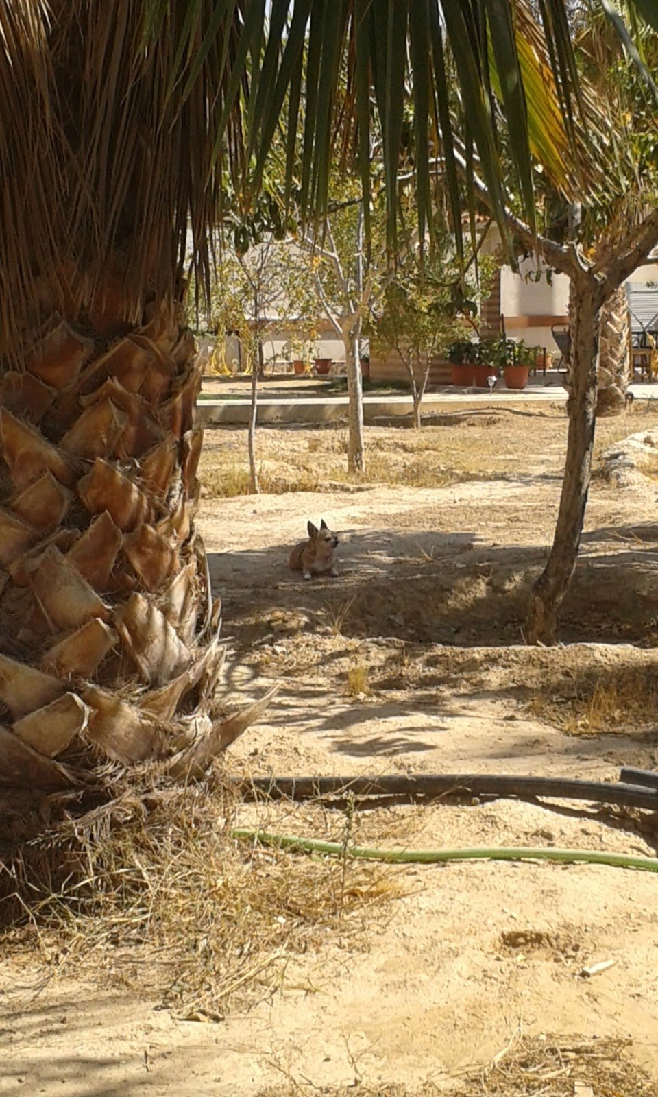 hospedaje canino hocikyto