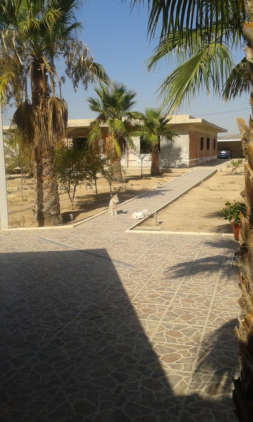 hospedaje canino hocikyto
